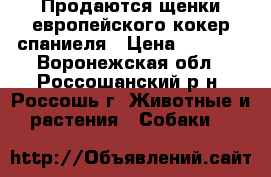 Продаются щенки европейского кокер спаниеля › Цена ­ 6 000 - Воронежская обл., Россошанский р-н, Россошь г. Животные и растения » Собаки   